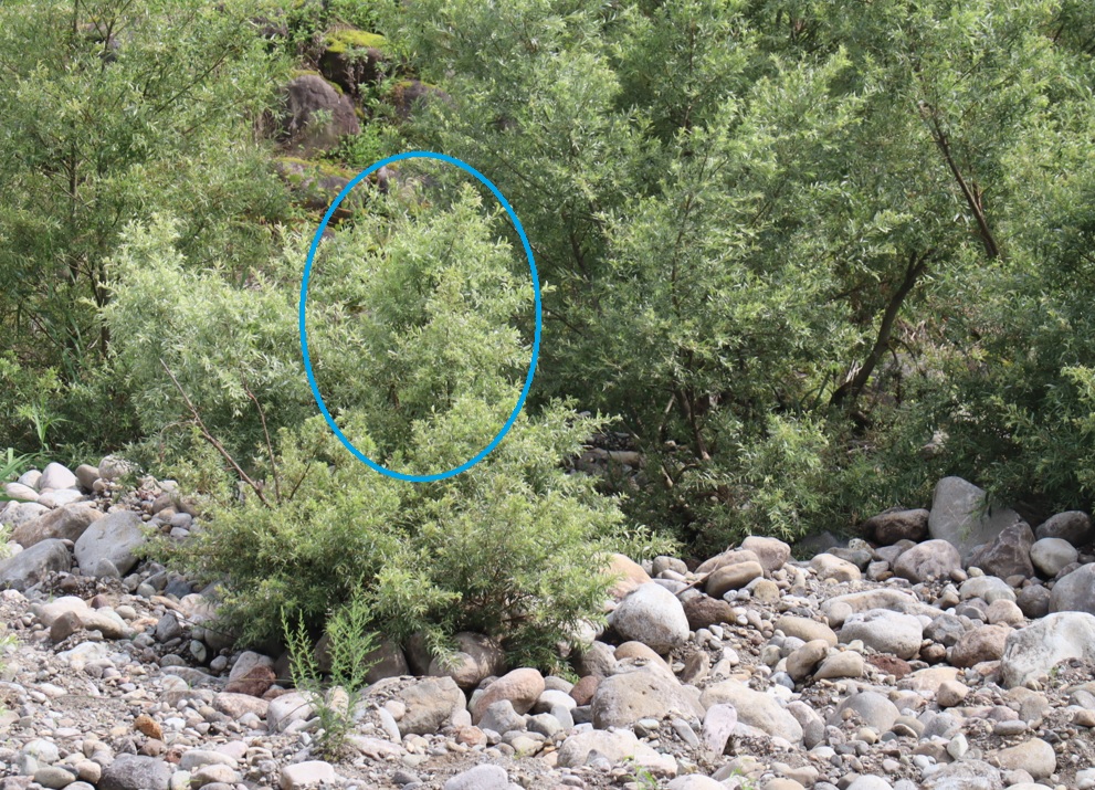 妙高高原・関川　河原のヤナギ林 2021年8月25日 気温32度